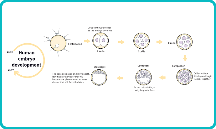 Genome editing reveals role of gene important for human embryo development