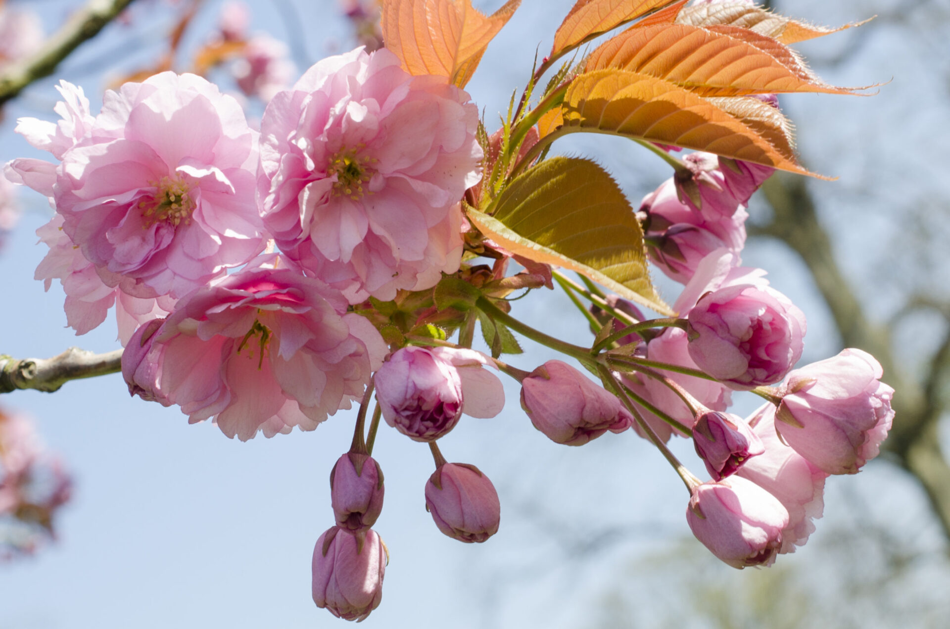 cherry blossom coping with uncertainity