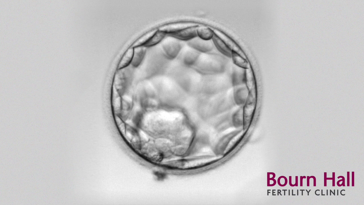 Early embryo development