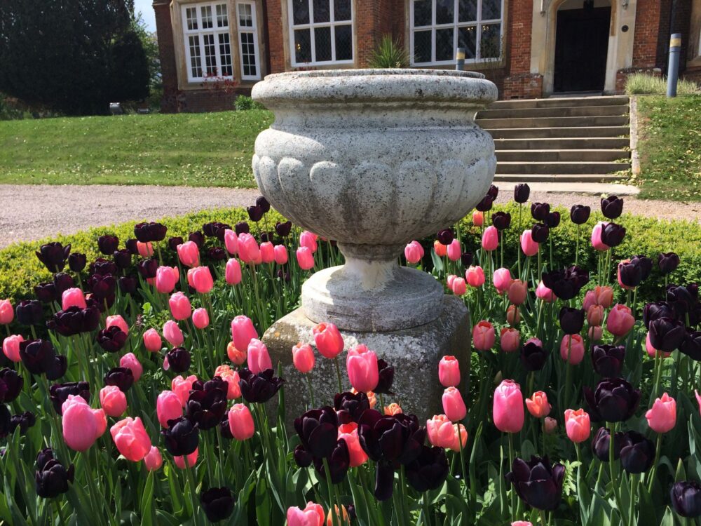 Tulips Bourn Hall Cambridge Coping with Uncertainity